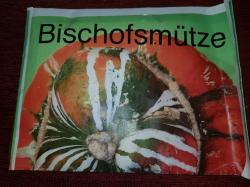 Bischofsmütze Kürbis Bischofsmütze Kürbis