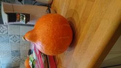 Hokkaido Orange Hokkaido Orange