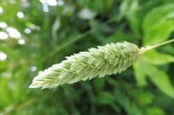 Ziergras Phalaris canariensis Ziergras Phalaris canariensis
