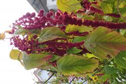 Amaranth 'Ponytail' Amaranth 'Ponytail'