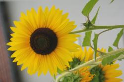 verschiedene Sonnenblumen verschiedene Sonnenblumen