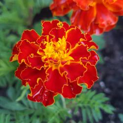 Studentenblumen Samen Studentenblumen Samen