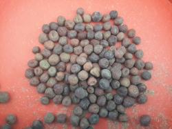 Kapuzinererbse Blauwschokker Kapuzinererbse Blauwschokker