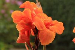 1 Canna Rhizom 1 Canna Rhizom