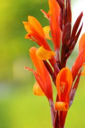 1 Canna Rhizom 1 Canna Rhizom
