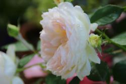 Rose New Dawn Rose New Dawn