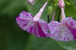 Mirabilis Knolle Mirabilis Knolle