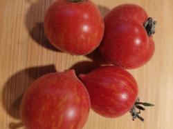 Tomate "Fuzzy Wuzzy" Tomate "Fuzzy Wuzzy"