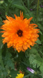 Ringelblume Ringelblume