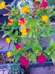 Wunderblume / Vieruhrblume Wunderblume / Vieruhrblume