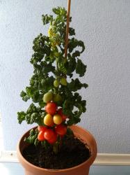 Kuriose Tomate "Curley Kaley" Kuriose Tomate "Curley Kaley"