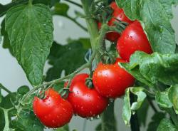 Tomaten Mix Samen ca. 25 Stück Tomaten Mix Samen ca. 25 Stück