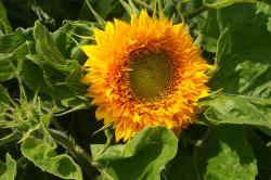 Mini Sonnenblumen Samen ca. 5 Stück Mini Sonnenblumen Samen ca. 5 Stück
