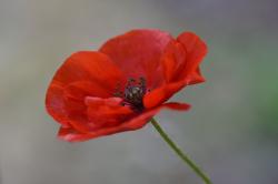 Mohn Samen ca. 40 Stück Mohn Samen ca. 40 Stück