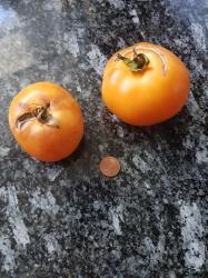 Tomate Orange Fleshed Purple Smudge Tomate Orange Fleshed Purple Smudge
