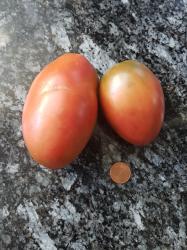 Tomate Purple Russian Tomate Purple Russian