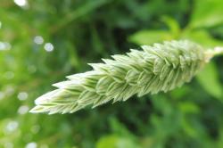Ziergras Phalaris canariensis Ziergras Phalaris canariensis