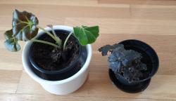 Begonie Black Fang + Begonie Erythrophylla Begonie Black Fang + Begonie Erythrophylla