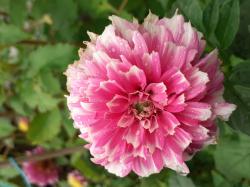 Dahlien - Fuzzy Wuzzy und Schloss Reinbek Dahlien - Fuzzy Wuzzy und Schloss Reinbek