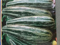 Zucchini Zucchini