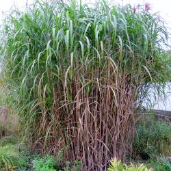 Riesenchinaschilf 1 Rhizom Riesenchinaschilf 1 Rhizom