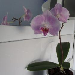 Orchidee - Schmetterlingsorchidee Orchidee - Schmetterlingsorchidee