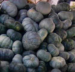 Blauer türkischer Speisekürbis Blauer türkischer Speisekürbis