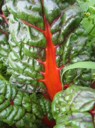 Mangold "Roter Vulkan" Mangold "Roter Vulkan"