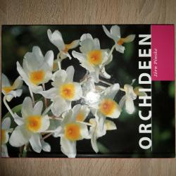 Orchideen Orchideen