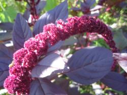 Färber Amaranth Hopi Färber Amaranth Hopi