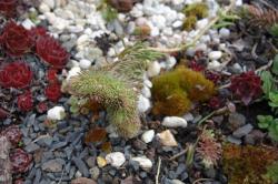 Sedum reflexum cristatum Sedum reflexum cristatum