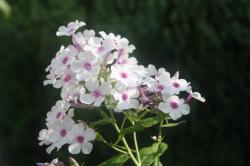 Phlox Phlox