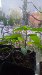 Jungpflanzen sibirische Paprika Jungpflanzen sibirische Paprika