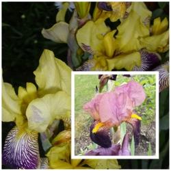 Iris Iris