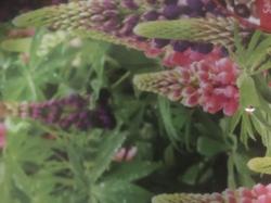Stauden Lupine Russell Mischung Stauden Lupine Russell Mischung