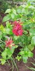 Monarde, Indianernessel Monarde, Indianernessel