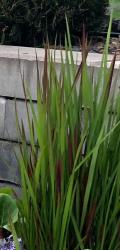 Japanisches Blutgras Red Baron Japanisches Blutgras Red Baron