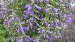 Glockenblume Glockenblume