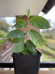 Cherimoya Cherimoya