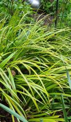 Carex Ziergras immergrün Carex Ziergras immergrün