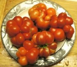 Riesen-Reisetomate Riesen-Reisetomate