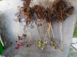 7 Haselnuss Pflänzchen rot + grün 7 Haselnuss Pflänzchen rot + grün