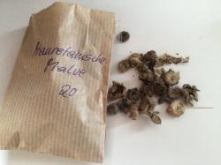 Mauretanische Malve Mauretanische Malve