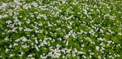 Waldmeister Waldmeister