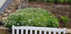 Waldmeister Waldmeister