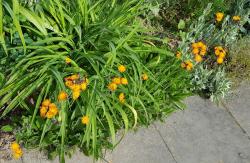 oranges Habichtskraut oranges Habichtskraut
