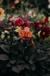 Dahlien Dahlien