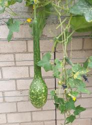 Flaschenkürbis - Kalebasse Flaschenkürbis - Kalebasse