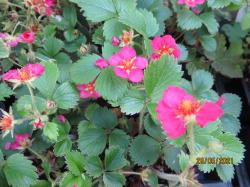 Ziererdbeere pink Ziererdbeere pink