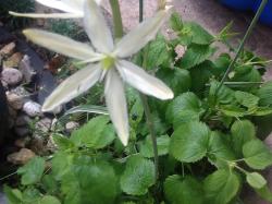 Camassia weiß Camassia weiß